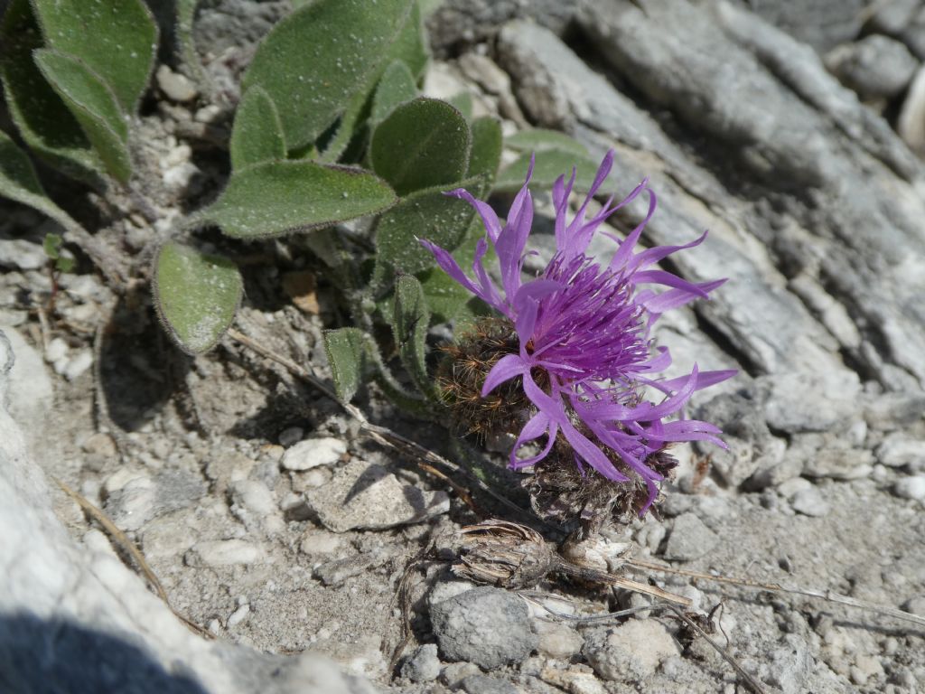 Centaurea montis-borlae / Centaurea del Monte Borla